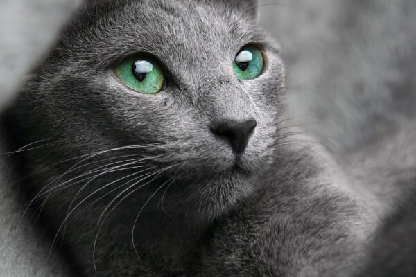 ダウンロード資料